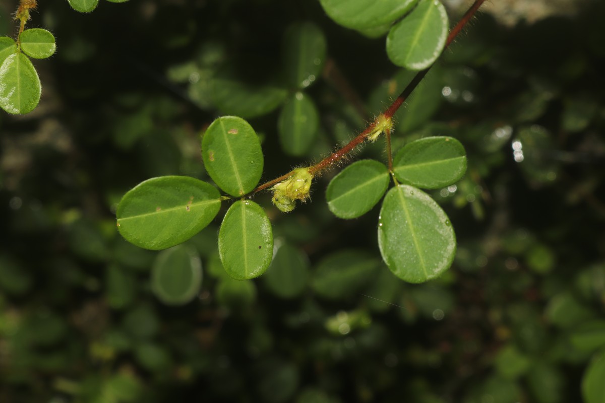 Grona heterophylla (Willd.) H.Ohashi & K.Ohashi